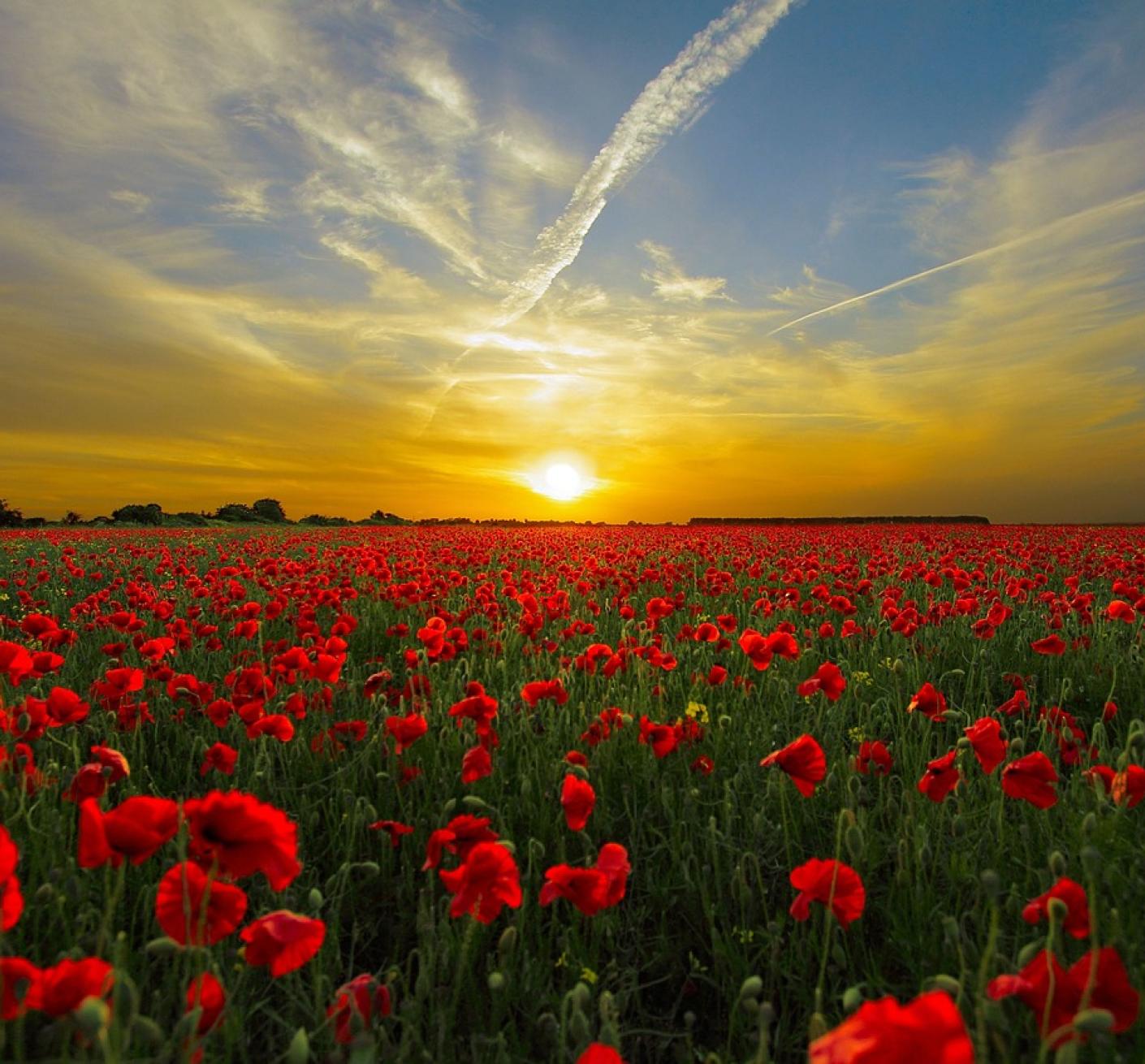 Poppies